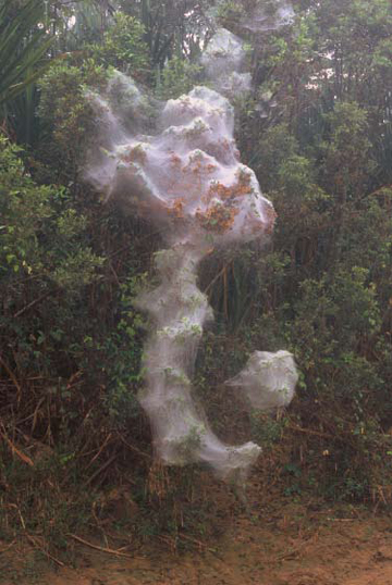 Social Spiders' Nest, Los Amiguillos River by Sam Abell at Les Yeux du Monde Gallery