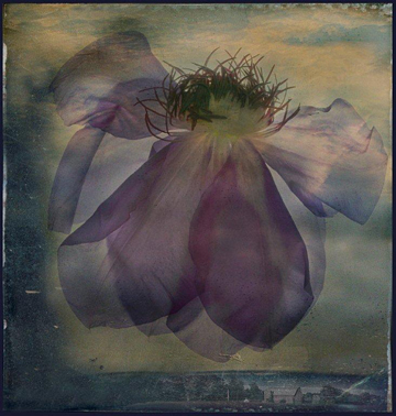 Clematis Rising by John Grant at Les Yeux du Monde Gallery
