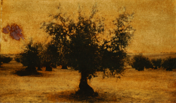 Dark Olive Orchard by Diane Hughes at Les Yeux du Monde Gallery