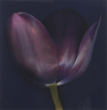 Black Tulip by John Grant at Les Yeux du Monde Gallery