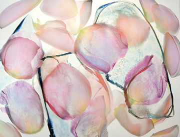 Rose Petals in Ice by John Grant at Les Yeux du Monde Gallery