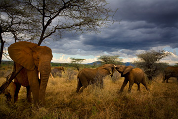 Adult Supervision, Samburu National Reserve, Kenya by Michael Nichols at Les Yeux du Monde Art Gallery