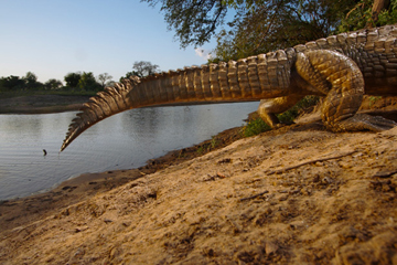 Crocodile tail, Zakouma National Park Chad by Michael Nichols at Les Yeux du Monde Art Gallery
